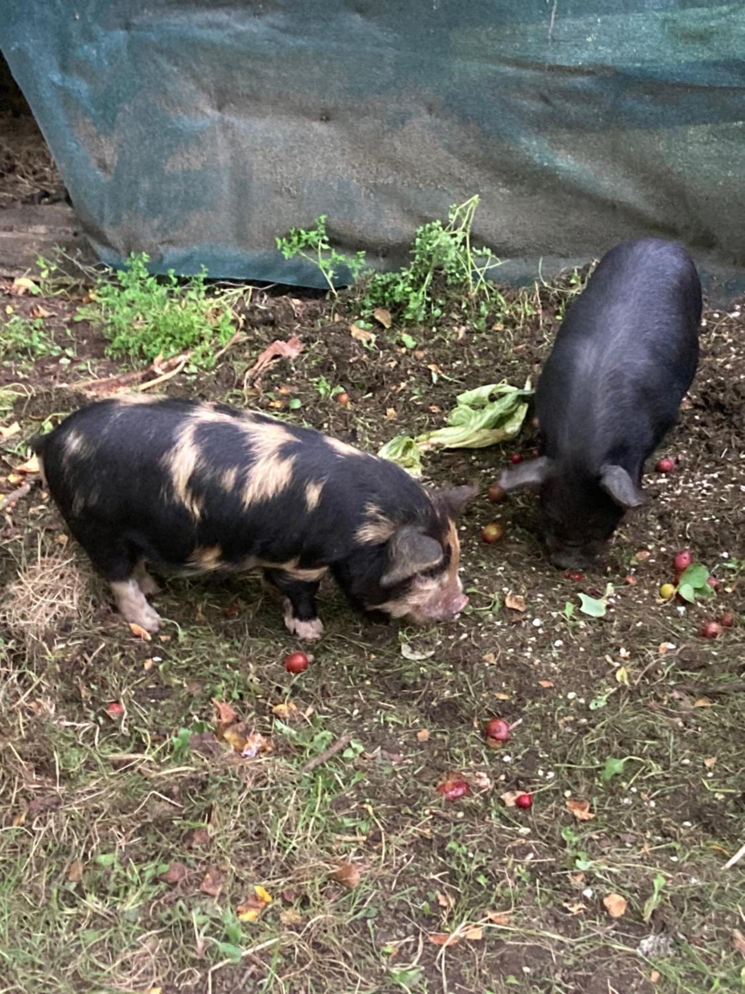 Arden Country House Bnb - Entire House To Yourself -Peace In The Country ดะนีดิน ภายนอก รูปภาพ